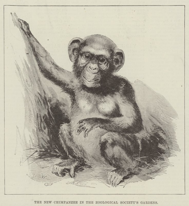 El Nuevo Chimpancé en los Jardines de la Sociedad Zoológica de Louis Wain