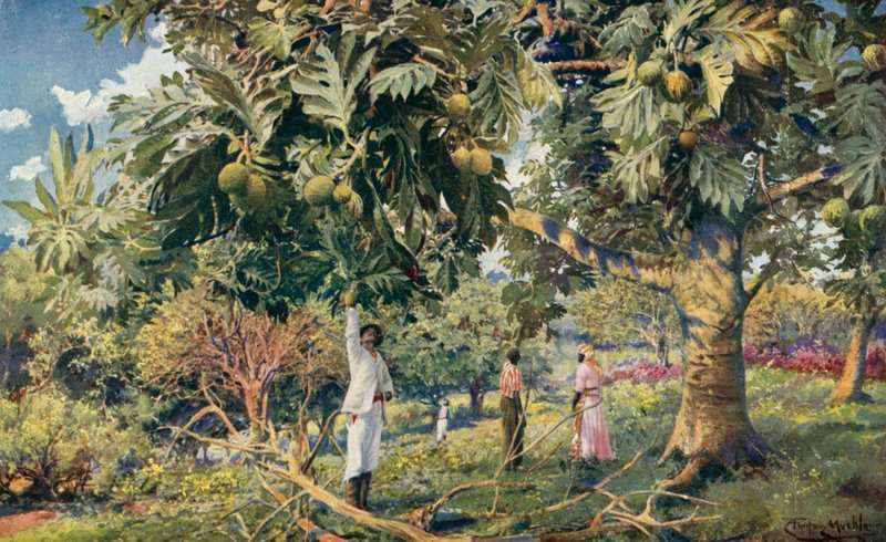 Árbol del pan, América Central (litografía en color) de Louis Fairfax Muckley