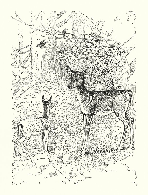 El cervatillo y su madre (litografía) de Louis John Rhead