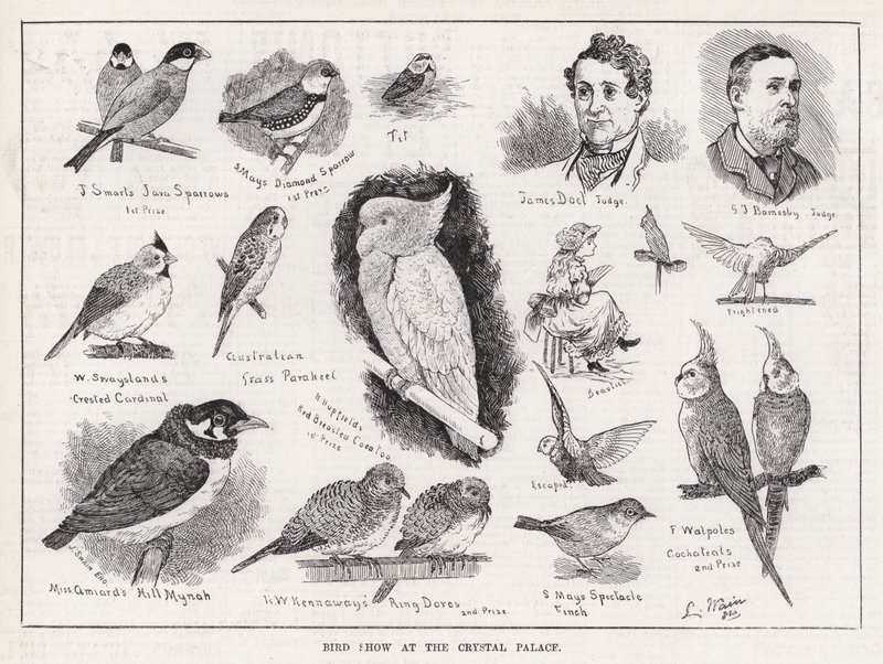 Exposición de aves en el Palacio de Cristal de Louis Wain