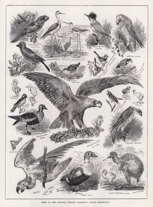 Aves en la Colección de Historia Natural, South Kensington de Louis Wain