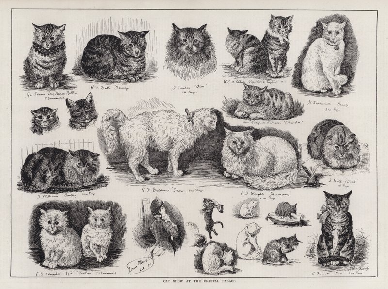 Exposición de gatos en el Crystal Palace de Louis Wain