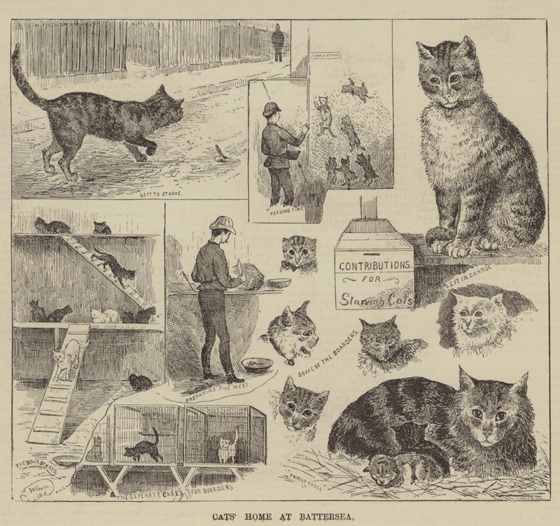 Hogar de gatos en Battersea de Louis Wain