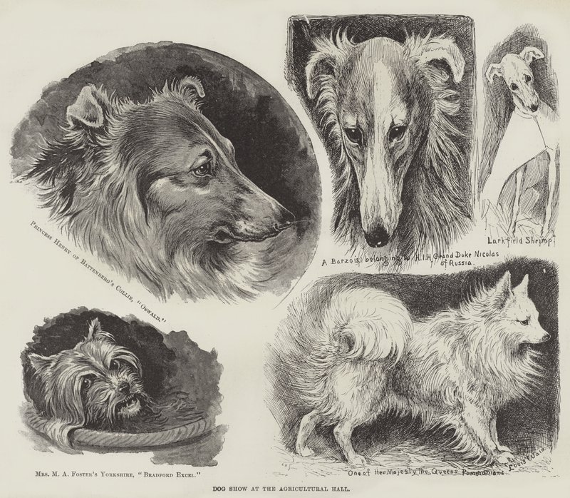 Exposición canina en el Agricultural Hall de Louis Wain