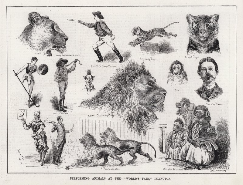 Animales actuando en la "Feria Mundial", Islington de Louis Wain