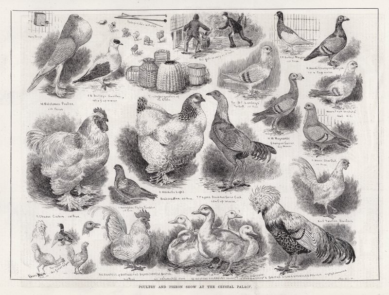 Exposición de Aves de Corral y Palomas en el Crystal Palace de Louis Wain
