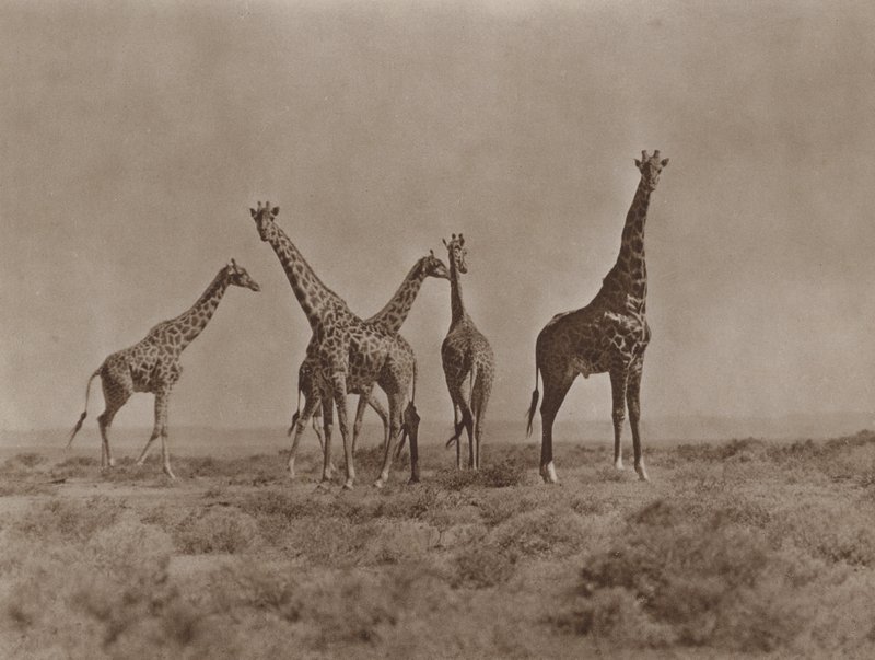 En las llanuras de Kenia de Marcuswell Maxwell