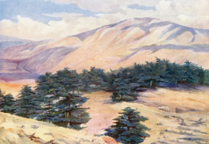 Vista general de los cedros y Dehr el Kodib (litografía en color) de Margaret Thomas