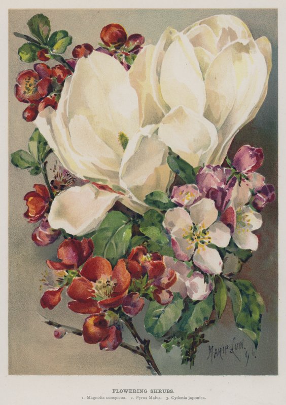 Arbustos en flor de Marie Low