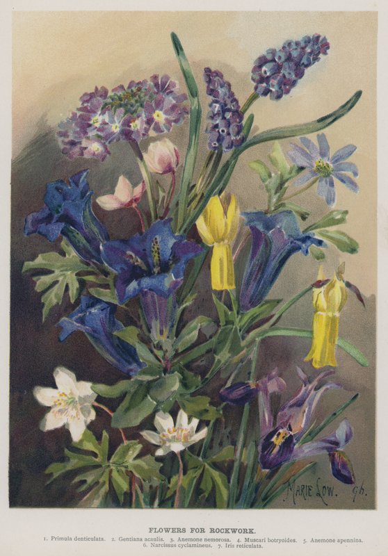 Flores para rocalla de Marie Low