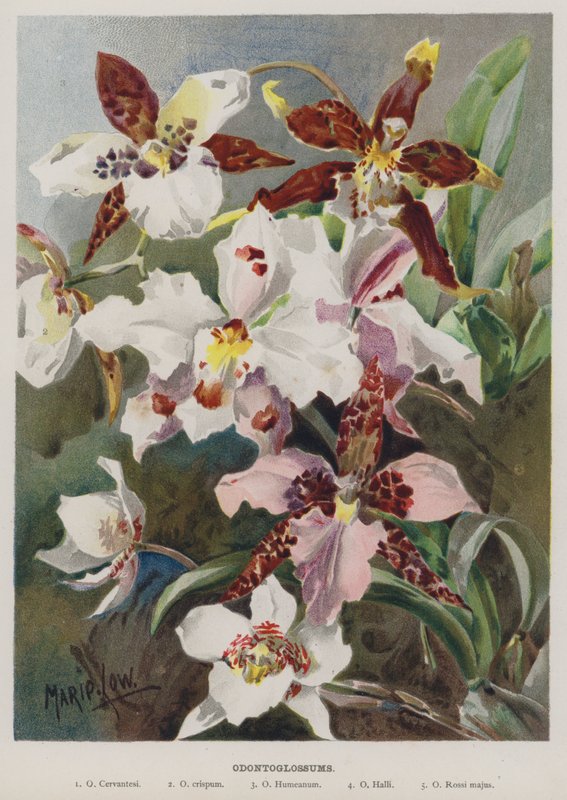 Odontoglosos de Marie Low
