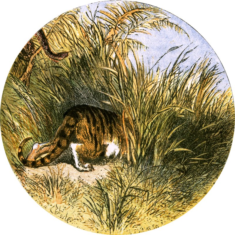 Ilustración para 