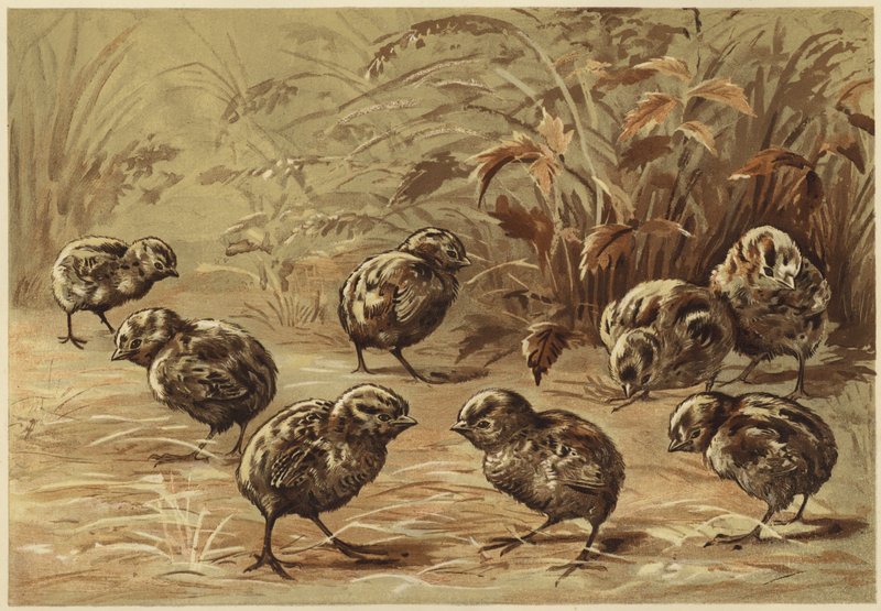 Madre perdiz (litografía) de N. Parker