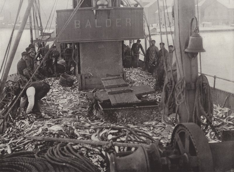 Pesca de arenque en invierno de Norwegian Photographer