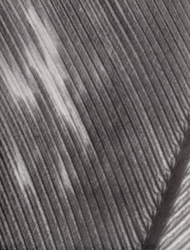 Pluma (foto en blanco y negro) de Paul Henning