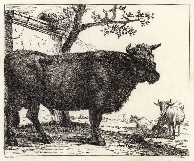 El toro de Paulus Potter