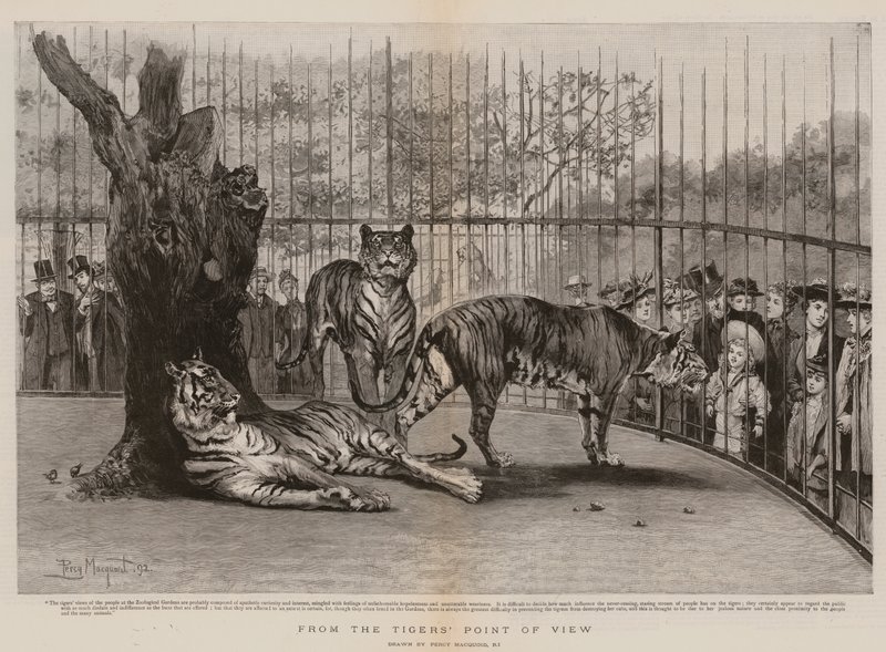 Desde el punto de vista del tigre de Percy Macquoid