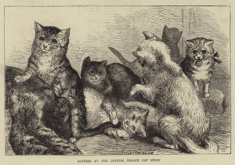 Gatitos en la Exposición de Gatos del Palacio de Cristal de Percy Macquoid