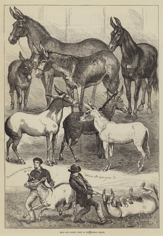 Exhibición de mulas y burros en el Crystal Palace de Percy Macquoid
