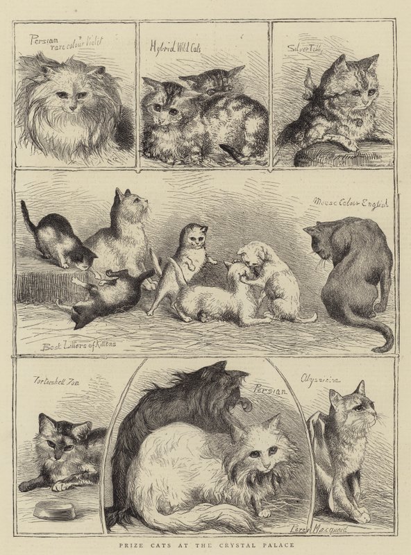 Gatos premiados en el Crystal Palace de Percy Macquoid
