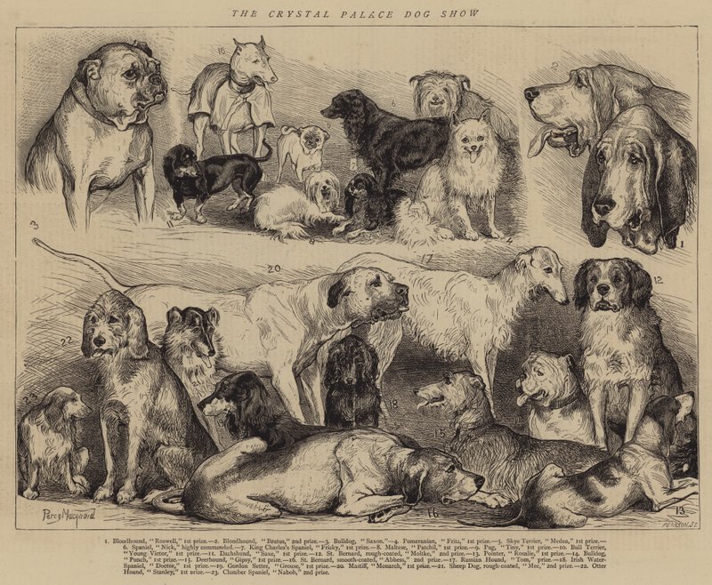 Exposición Canina del Crystal Palace de Percy Macquoid