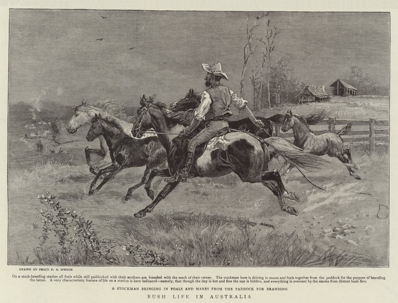 Vida en el campo en Australia de Percy F.S. Spence