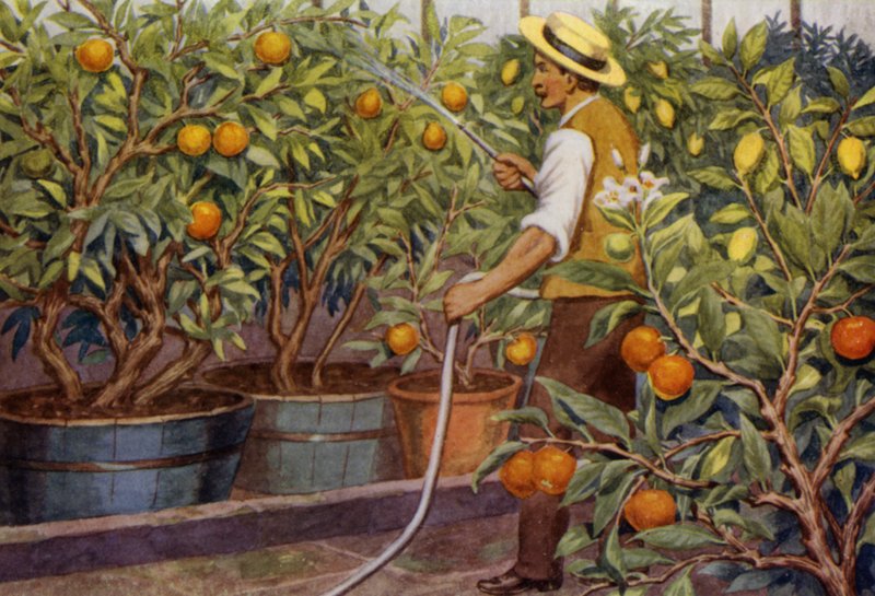 Naranjas y limones (litografía en color) de Percy James Billinghurst