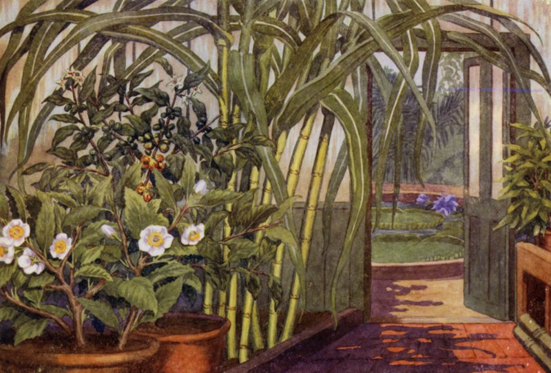 Caña de azúcar, planta del té y planta del café (litografía en color) de Percy James Billinghurst