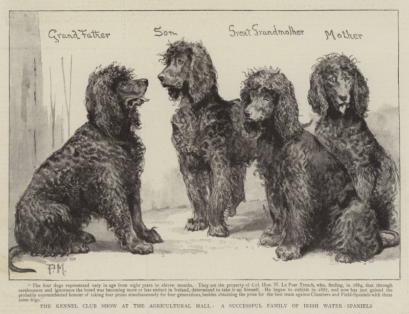 El espectáculo del Kennel Club en el Agricultural Hall, una familia exitosa de Spaniels de Agua Irlandeses de Percy Macquoid