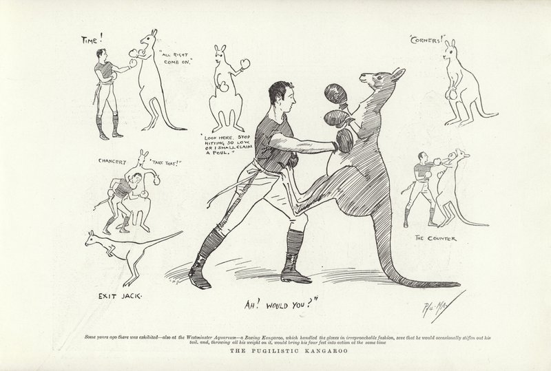 El canguro pugilista de Phil May