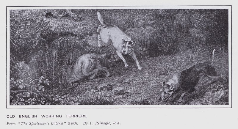 Viejos terriers de trabajo ingleses de Philip (after) Reinagle