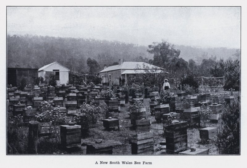 Una granja de abejas en Nueva Gales del Sur de Photographer Australian