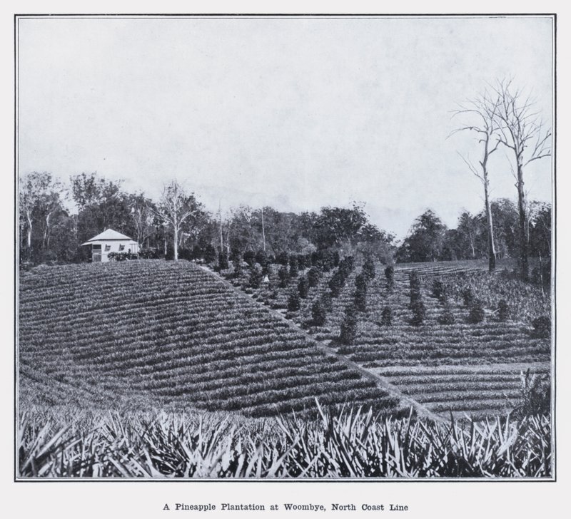 Una plantación de piñas en Woombye, línea de la costa norte de Photographer Australian