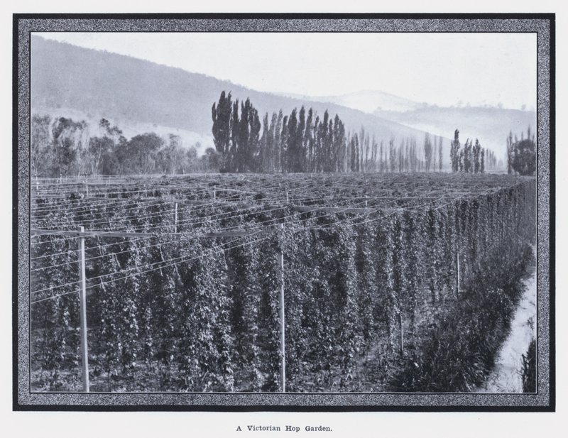 Un jardín de lúpulo victoriano (foto en blanco y negro) de Photographer Australian