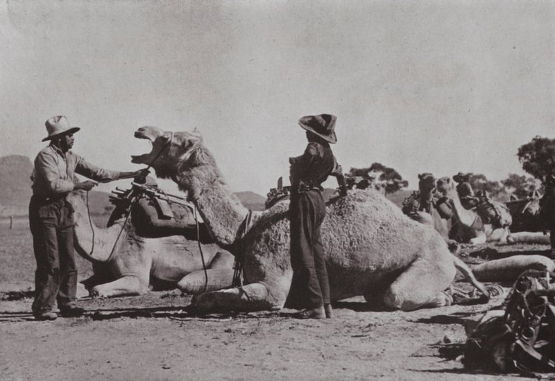 Equipos de camellos con aborígenes a cargo suministran puestos remotos en Australia Central de Photographer Australian