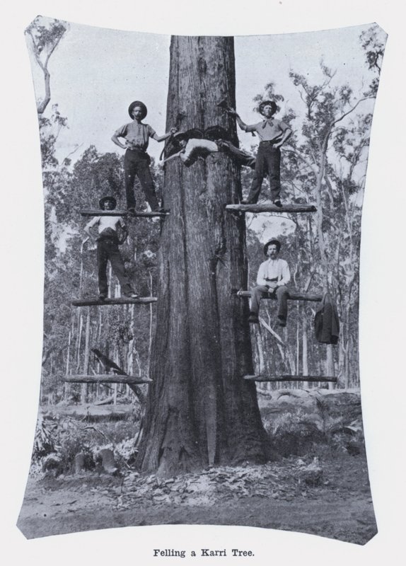 Tala de un árbol Karri de Photographer Australian