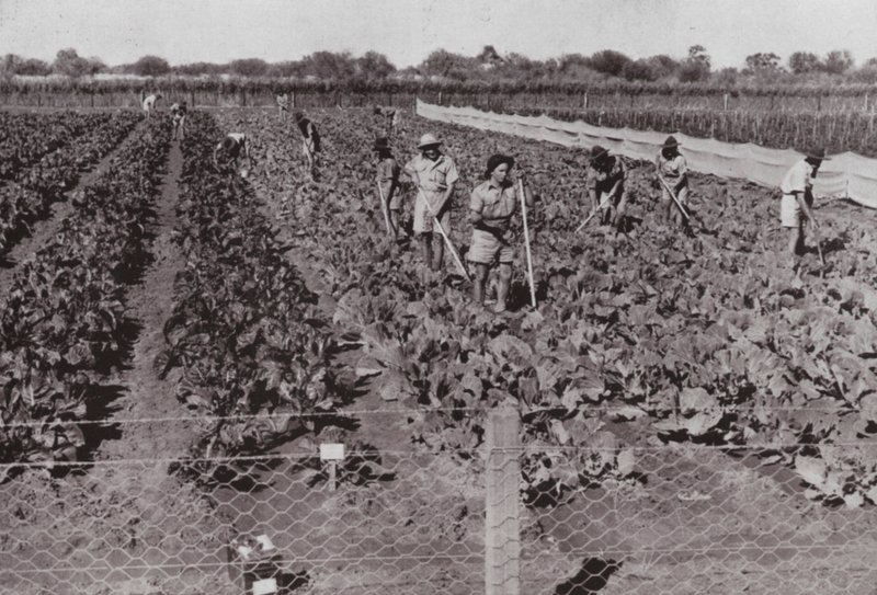 Verduras cultivadas cerca de la Carretera Transcontinental en el llamado País Desértico, regadas con agua de pozo de Photographer Australian