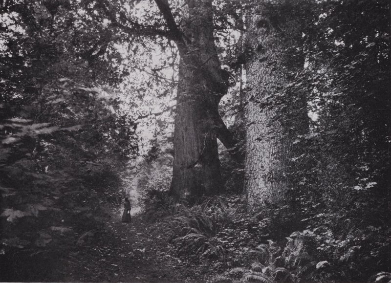 Gigantes del bosque, Stanley Park, Vancouver de Photographer Canadian