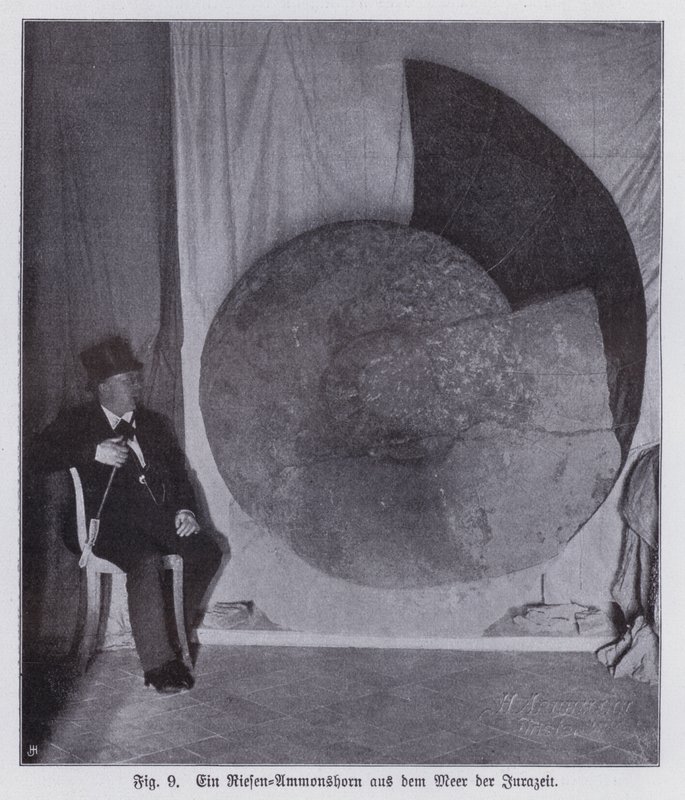 Fósil de un ammonite gigante, criatura marina del período Jurásico de Photographer German