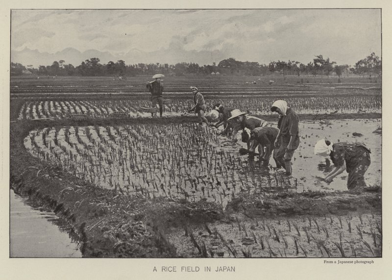 Un campo de arroz en Japón de Photographer Japanese