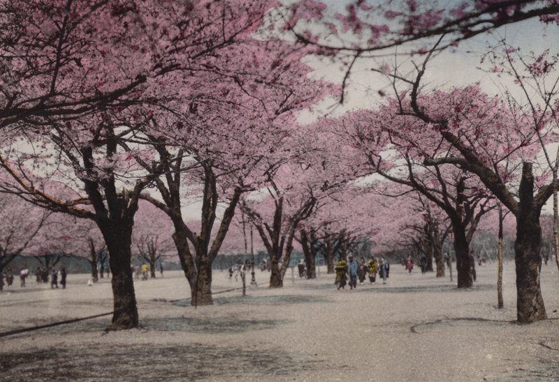 Japón, c.1912: Cerezos en flor en el Parque Uyeno, Tokio de Photographer Japanese