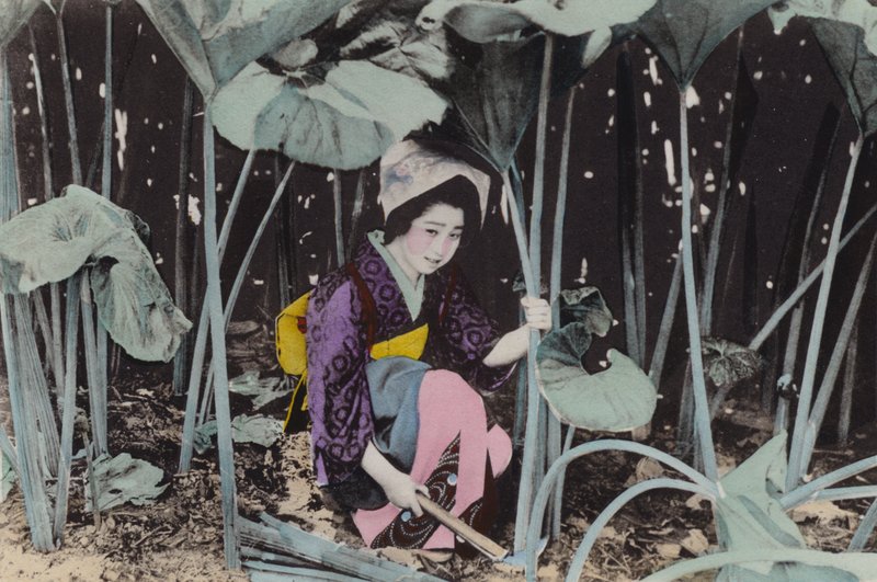 Japón, c.1912: Enorme Ruibarbo de Pantano, planta silvestre, Akita de Photographer Japanese