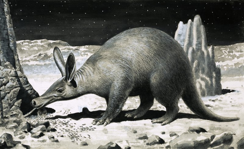 Aardvark de R.B. Davis