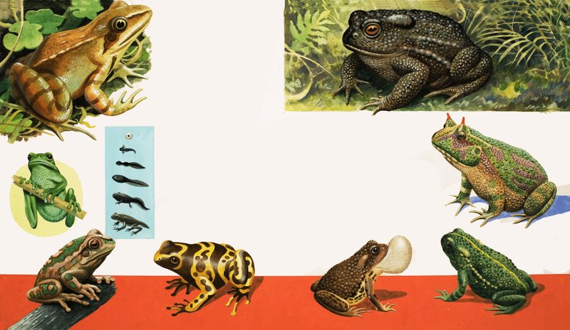 Todo tipo de ranas y sapos de R.B. Davis