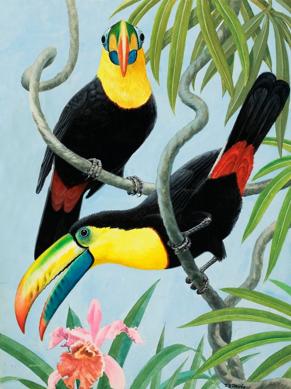 Aves de pico grande de R.B. Davis