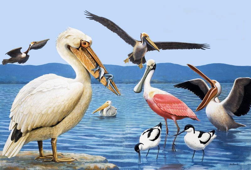 Pájaros con picos extraños de R.B. Davis