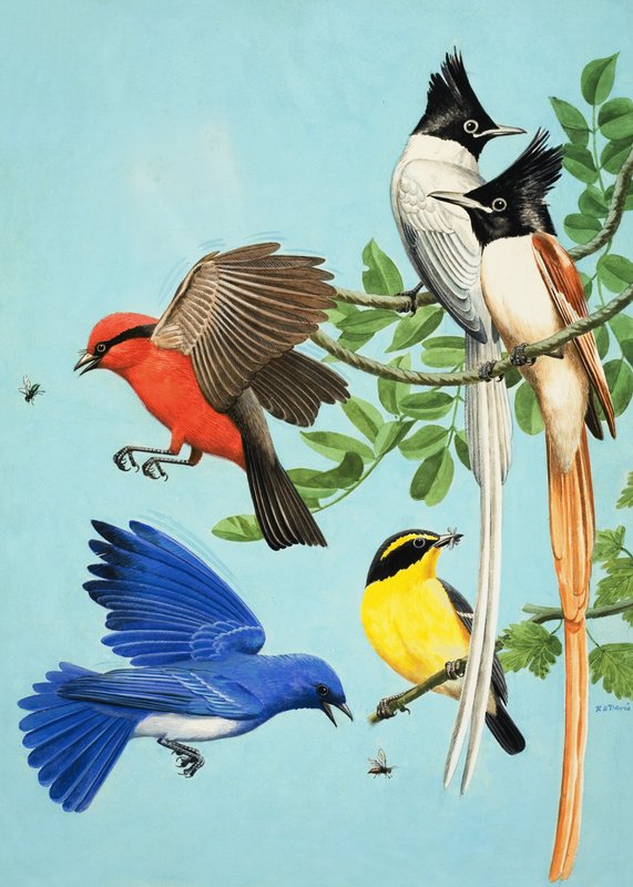 Pájaros de colores brillantes de R.B. Davis