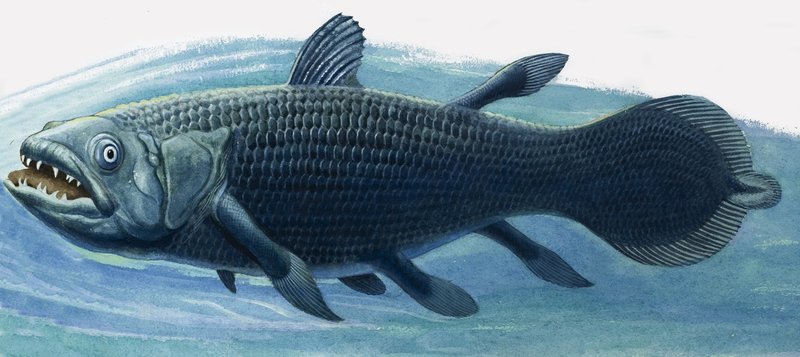 Coelacanth de R.B. Davis