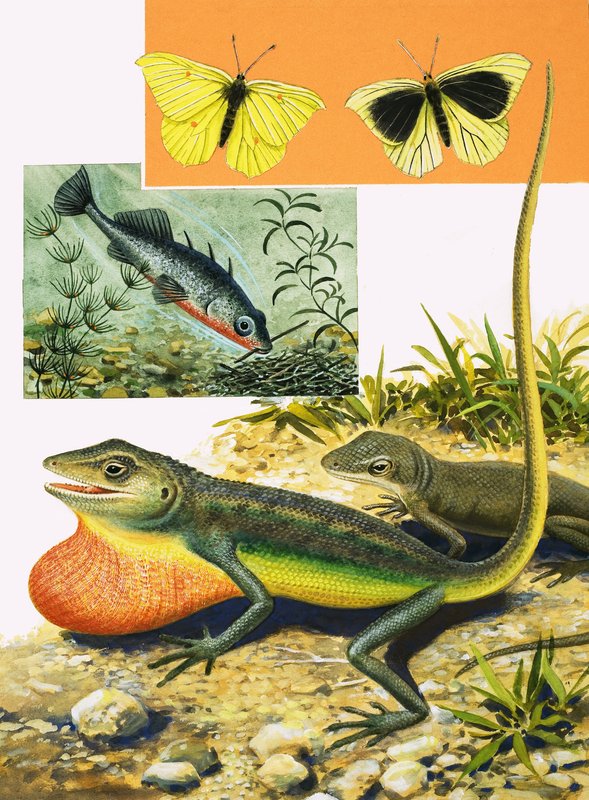 Descifrar el código de colores de R.B. Davis