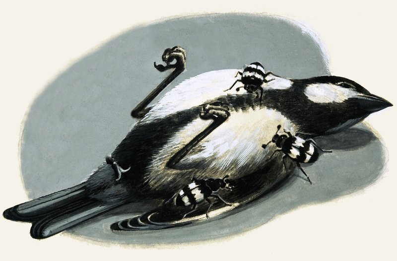 Pájaro muerto devorado por escarabajos de R.B. Davis
